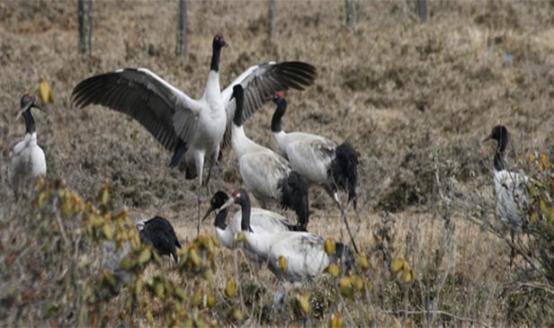 GLIMPSES OF THE CRANE VALLEY